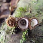 Cyathus striatus - Bird's Nest Fungus