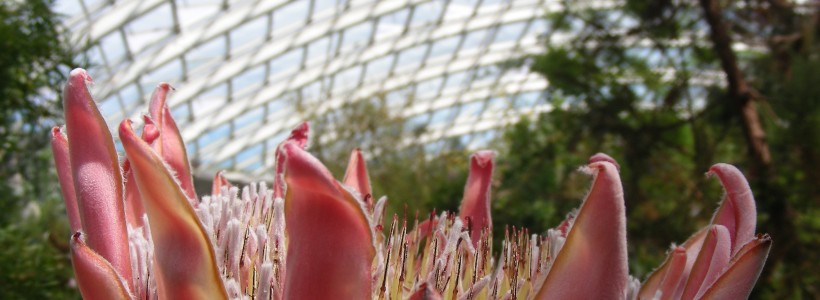 King Protea in the Great Glasshouse