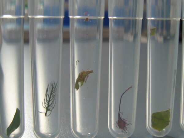 Tubes with leaf material ready for DNA extraction