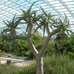Aloe dichotoma, Quiver Tree, in the Great Glasshouse