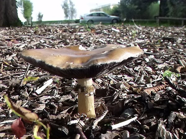 Fungi Stropharia rugosoannulata - King Stropharia