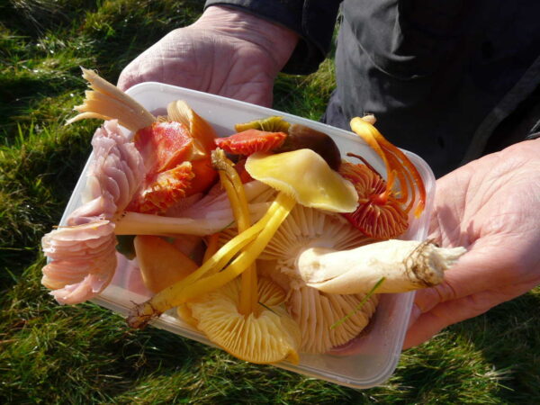 Fungi, waxcaps