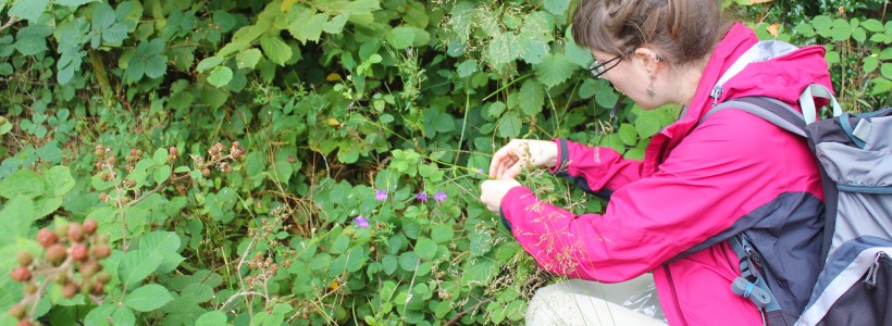 Collecting samples of Campanula patula for genetic analysis
