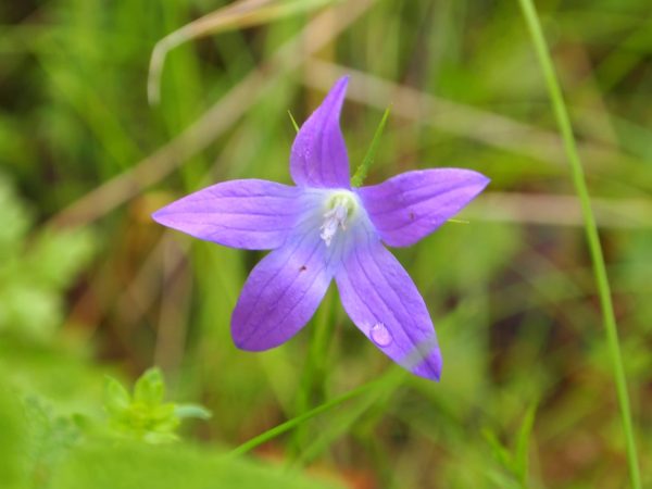 Campanula patula, the Spreading Bellflower