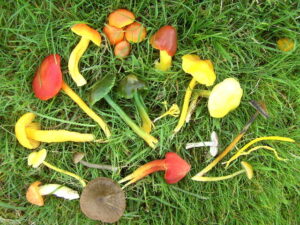 Colourful varieties of waxcap fungi