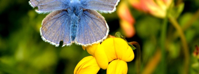 Common blue butterfly on bird's-foot trefoil, Wild Garden