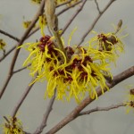 yellow witch-hazel flowers