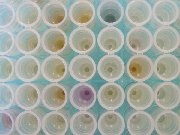 DNA extraction plate