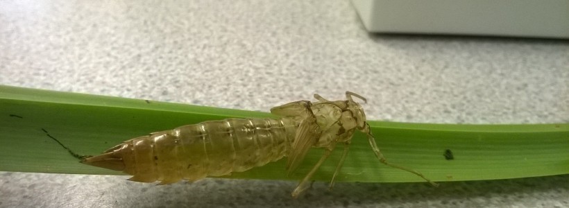 The cast-off exoskeleton of a dragonfly on a reed on a table in the lab. Used for learning in the Garden.