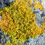 Yellow Wall Lichen