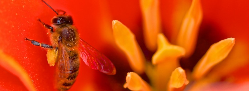 Honey bee on tulip 'Early Harvest'