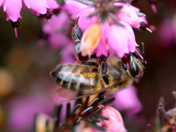 honey bee on Erica