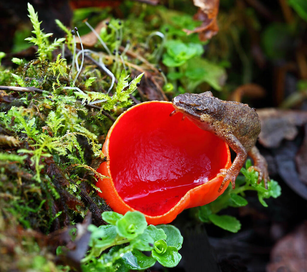 Newt crawling up vividly red scarlet elf cup fungus