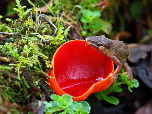 Newt crawling up vividly red scarlet elf cup fungus