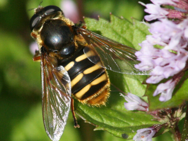 hoverfly