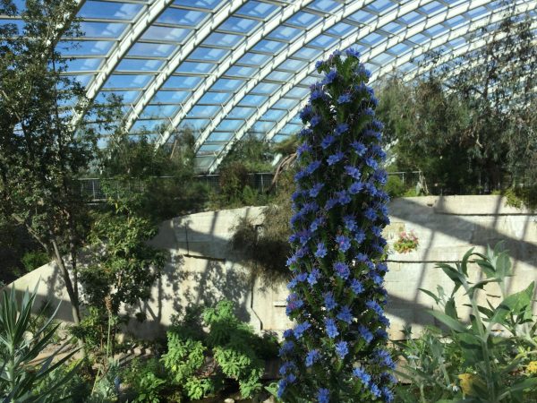 Echium in bloom in the Great Glasshouse