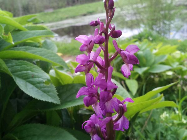 close up of purple flower