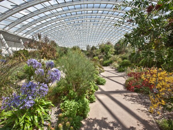 Fabulous flowers from all over the world, in the Great Glasshouse