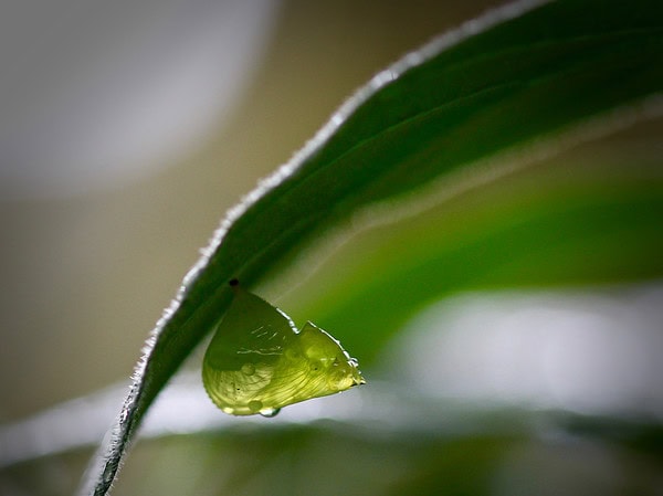 Glasswing chrysalis