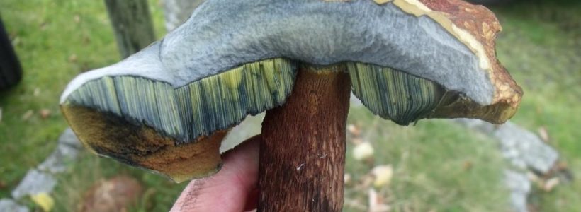 Weird Mushroom Found in Build Up to UK Fungus Day