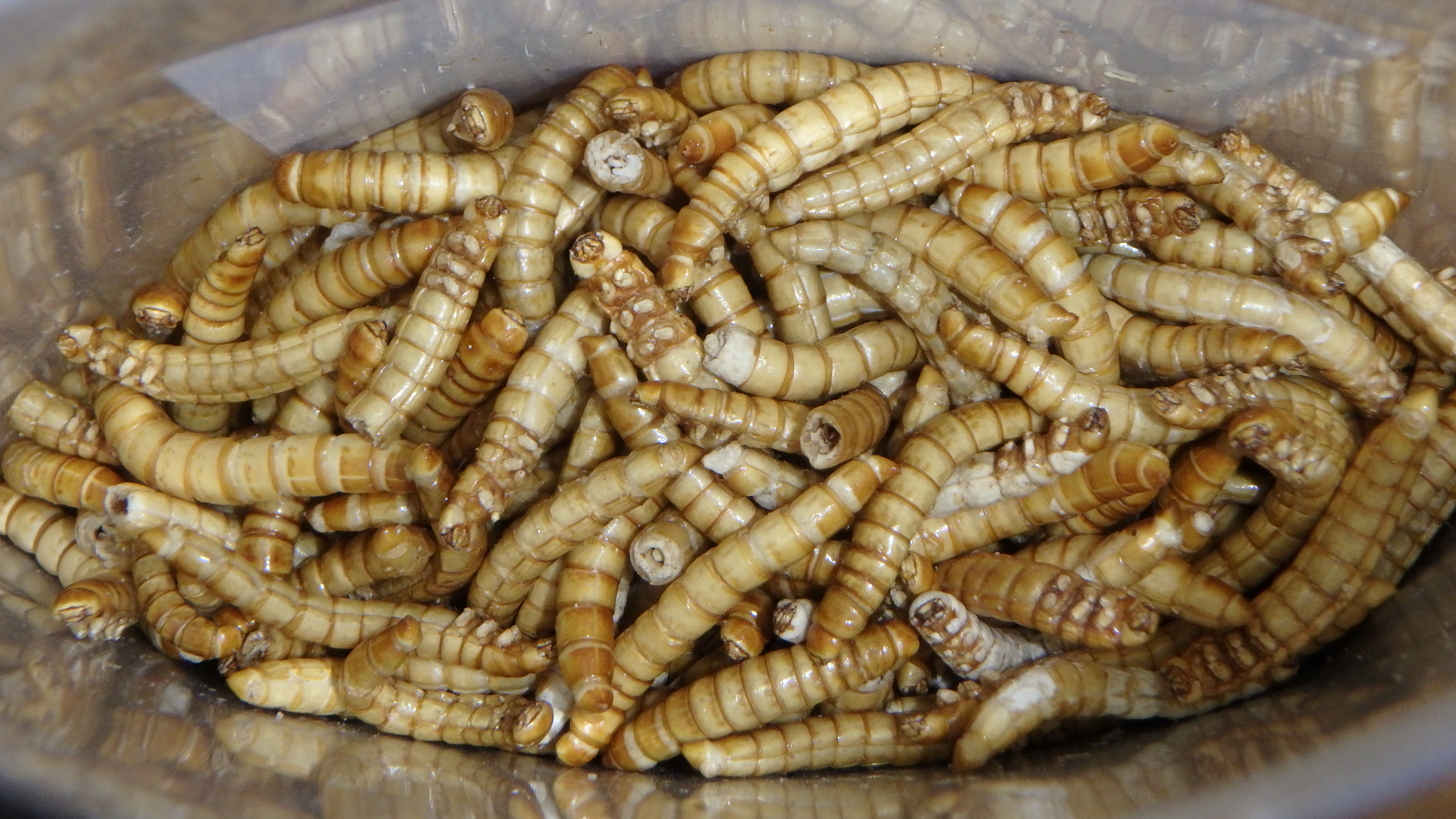 science education edible mealworms National Botanic Garden of Wales