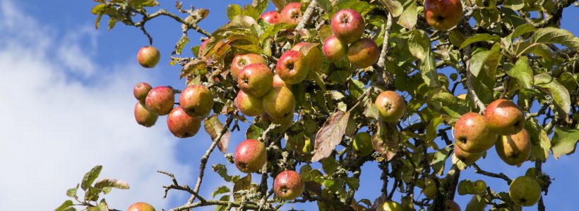 Getting to the core of the Welsh Heritage Orchard