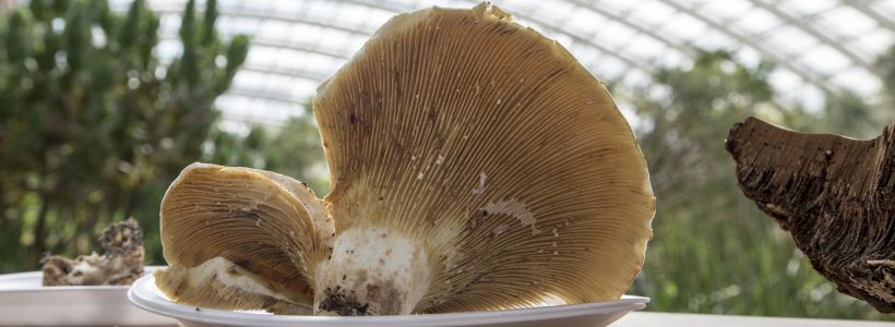 A Festival of Science, Comedy and.... Fungi