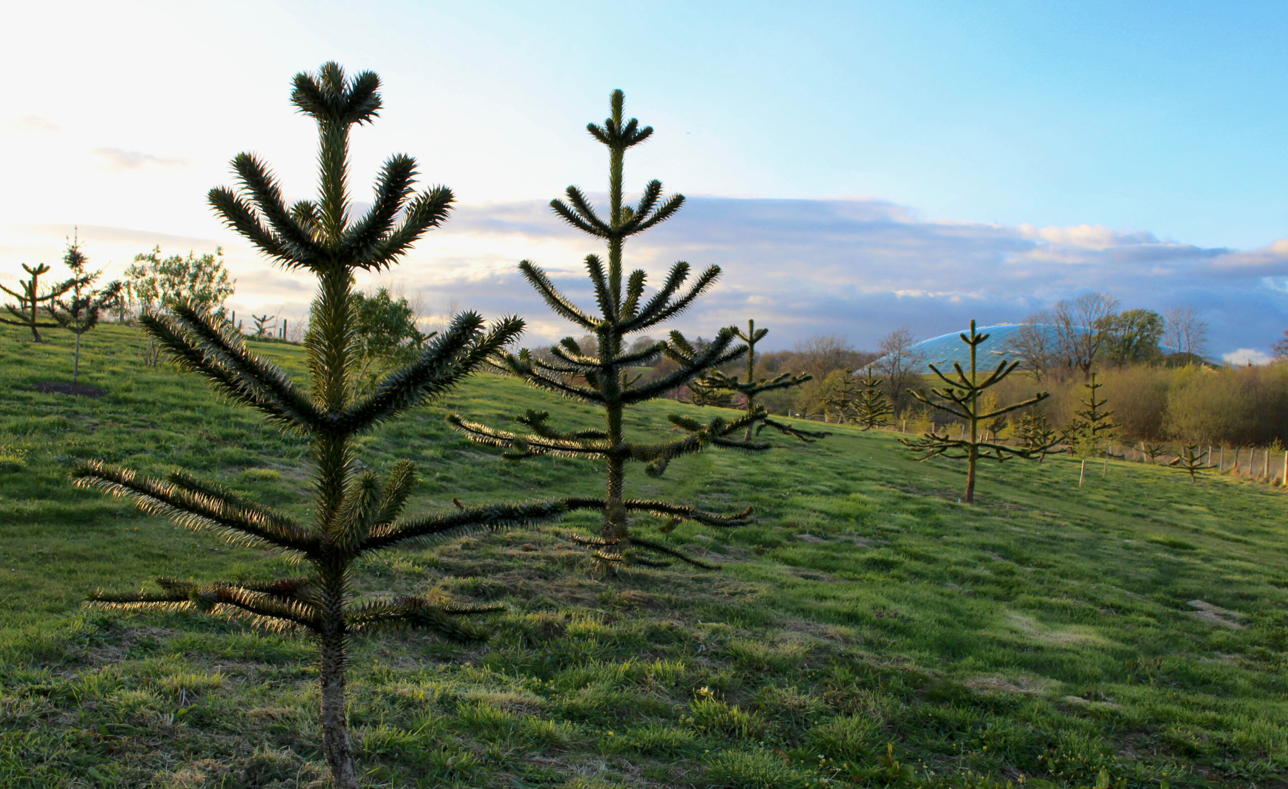 Arboretum - National Botanic Garden of Wales