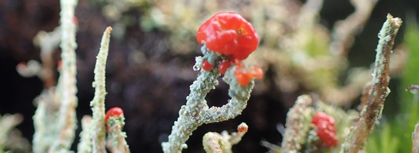 Lichens in the Garden