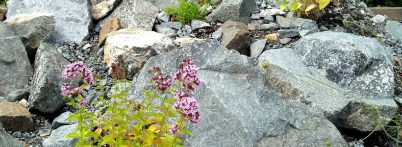 Wild Marjoram (Origanum vulgare) growing amongst rocks in the new display bed in the Welsh Natives compound