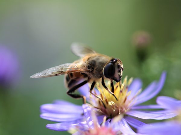 Eristalis tenax hoverfly