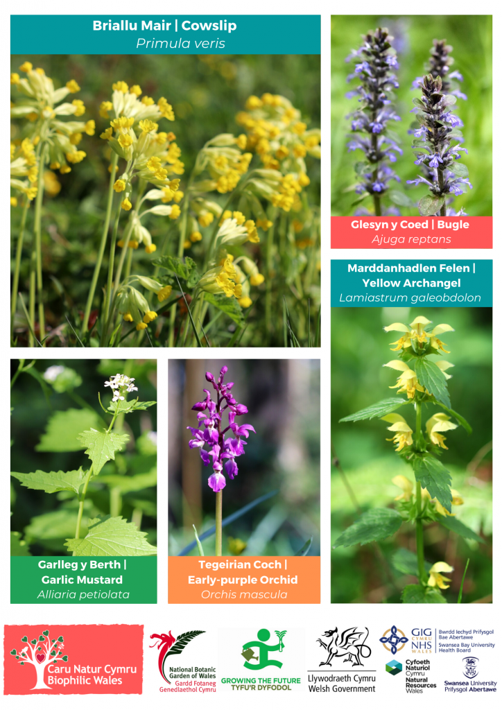 2 National Botanic Garden of Wales