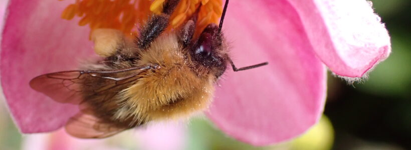 Common carder bee