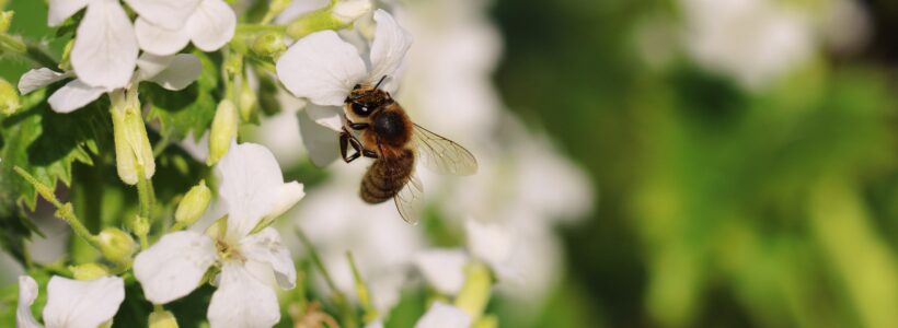 Bee Garden Update: What Has Happened to Spring?