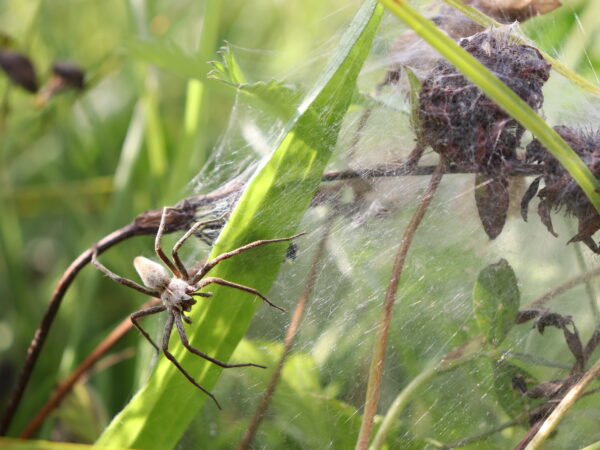 Nursery Web Spider