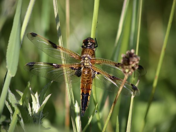 Four-spotted Chaser