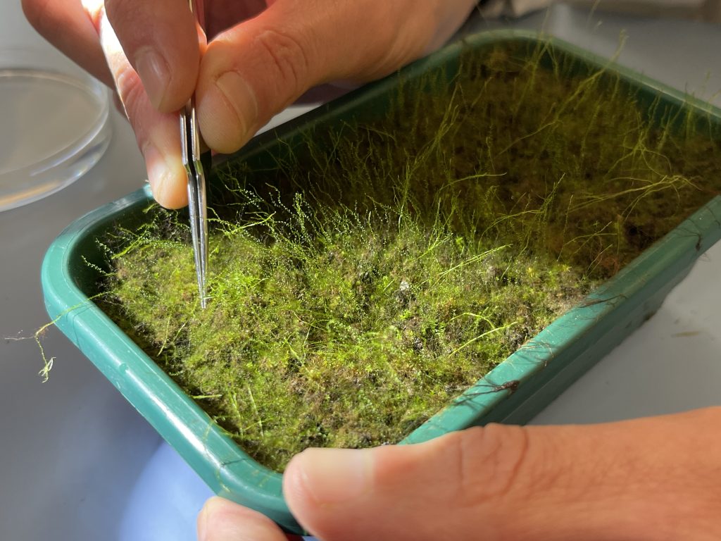 tortula canescens moss