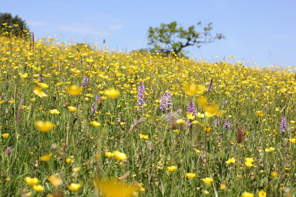 Cae Trawscoed hay meadow wildflowers
