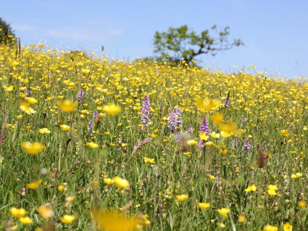 Cae Trawscoed hay meadow wildflowers